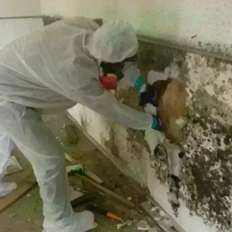 Mold Remediation and Removal in Pinehurst, MA